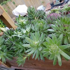 EXTRAVAGANZA  SUCCULENTS SEMPERVIVUM 4 CUTTING $15